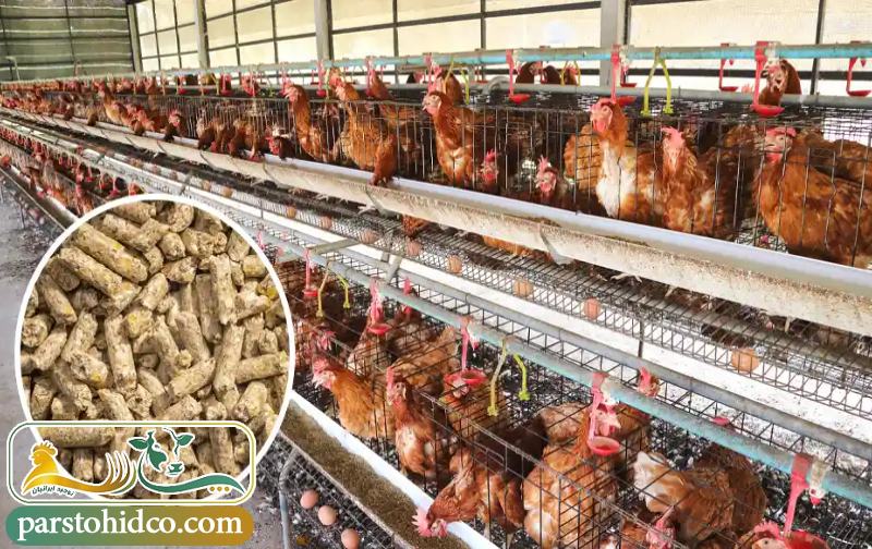 بهترین زمان مصرف مکمل طیور 